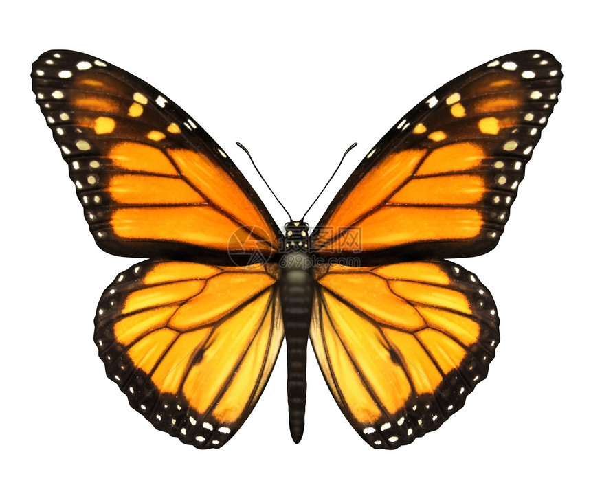 美王蝴蝶移民自由橙子昆虫脆弱性飞行乳草翅膀黄色图片