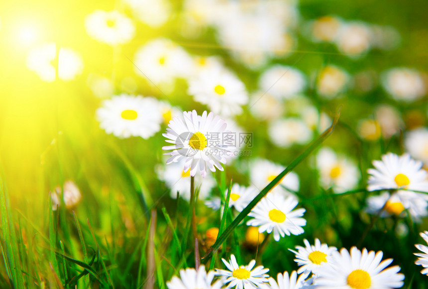 在有阳光的草原上植物群洋甘菊绿色场地叶子雏菊草地花瓣季节白色图片