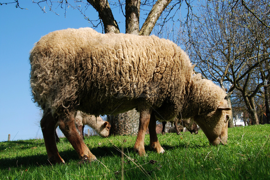 羊羔在草地上绿色羊毛希望农业农场耳朵哺乳动物婴儿动物青年图片