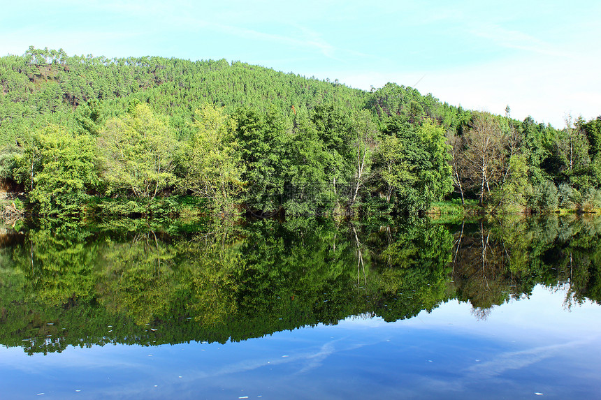 反映水面的一些树木的详情溪流生态桦木植物冥想荒野叶子木头风景森林图片