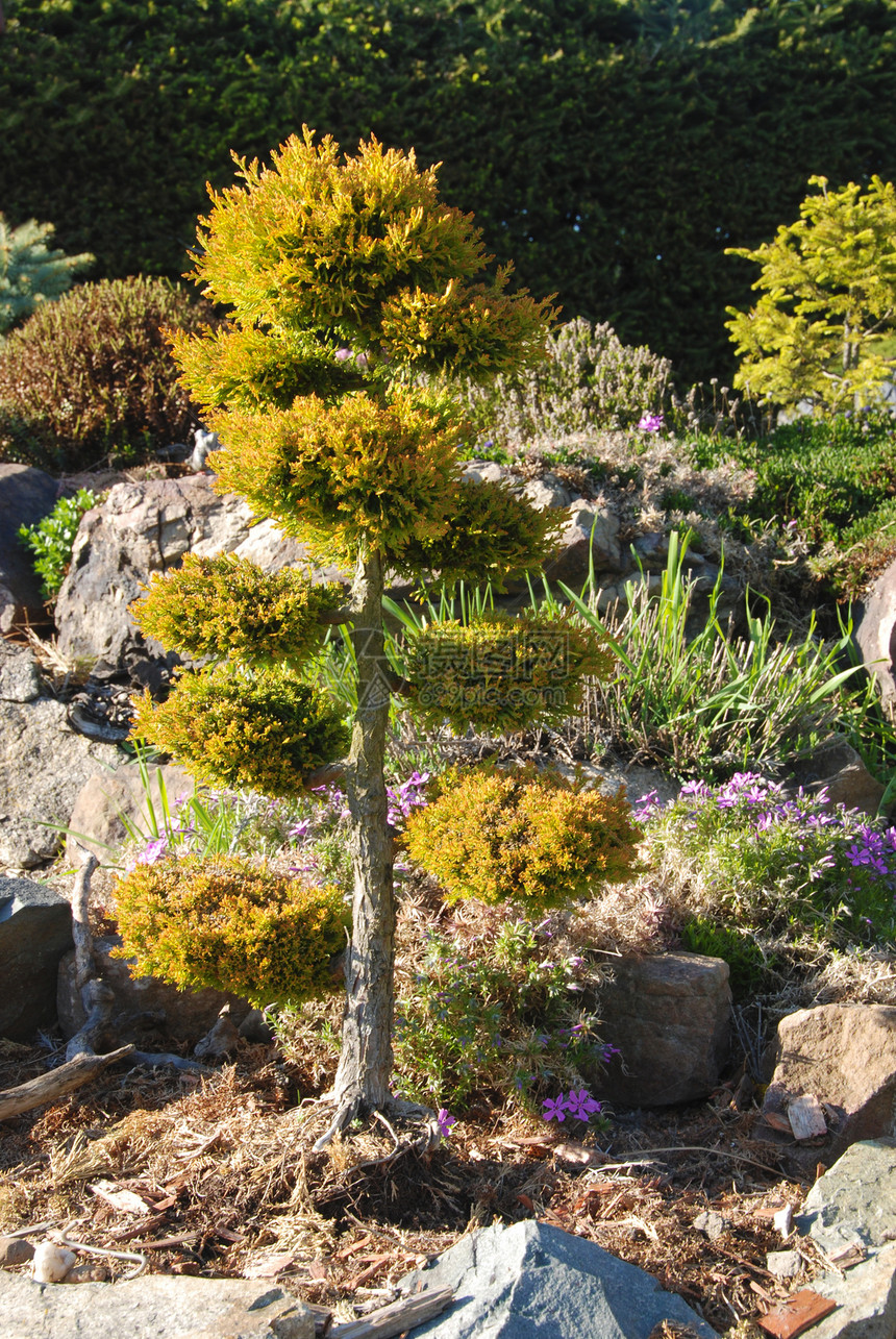 邦萨植物学园艺叶子思考美丽花园假山绿色云杉岩石图片