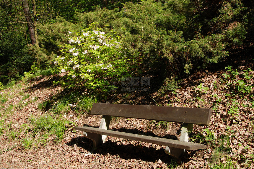 公园中的法官天空木头长椅家具衬套园艺实验室花园树叶扶手图片