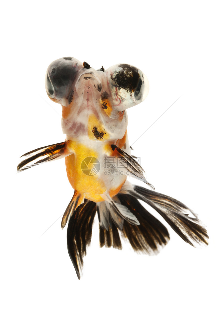 金鱼游泳动物家畜黑色白色红色橙子宠物黄色图片