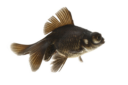 黑色的鱼黑金鱼家畜游泳宠物动物金鱼黑色背景