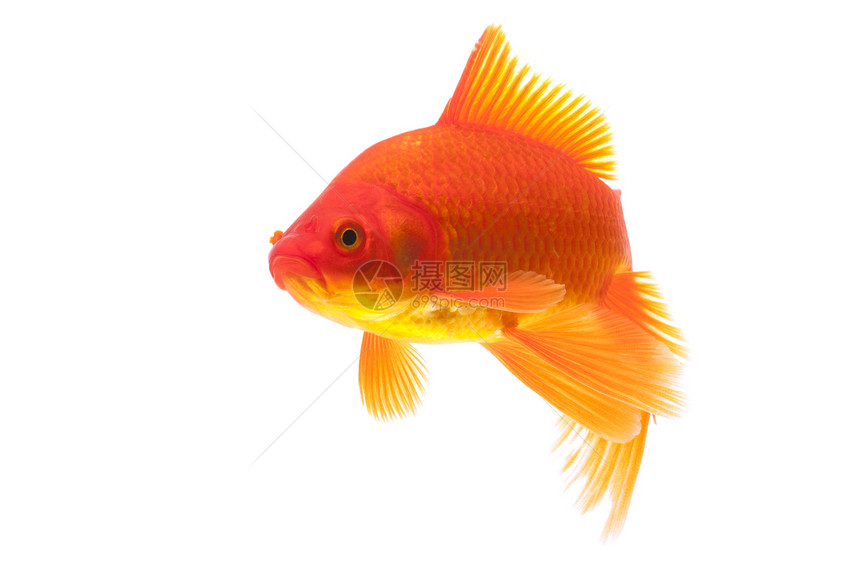 红金鱼黄色动物橙子家畜红色宠物游泳图片