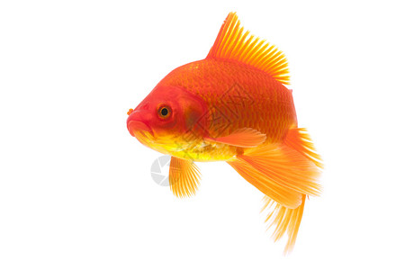 红金鱼黄色动物橙子家畜红色宠物游泳背景图片