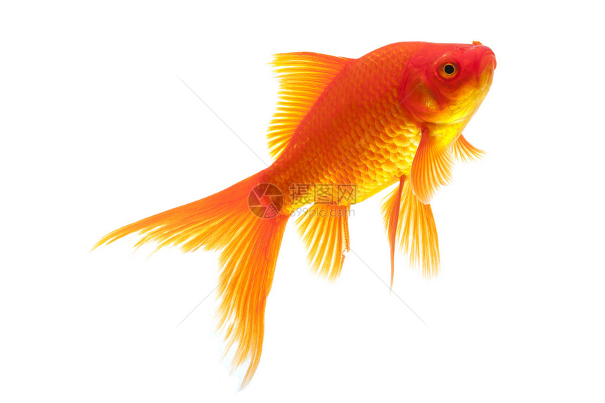 红金鱼家畜动物黄色红色游泳宠物橙子图片