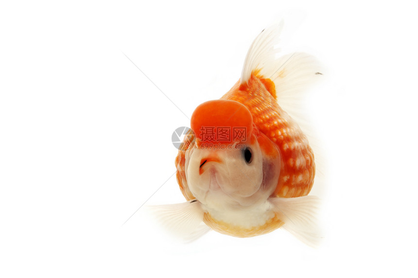 白金和红金鱼动物白色家畜红色宠物游泳图片