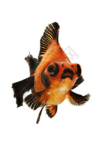 黑金和红金鱼黄色黑色橙子家畜游泳宠物红色动物背景图片
