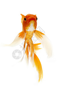 金甲鱼锦鲤动物家畜游泳鲤鱼金鱼宠物橙子红色背景图片