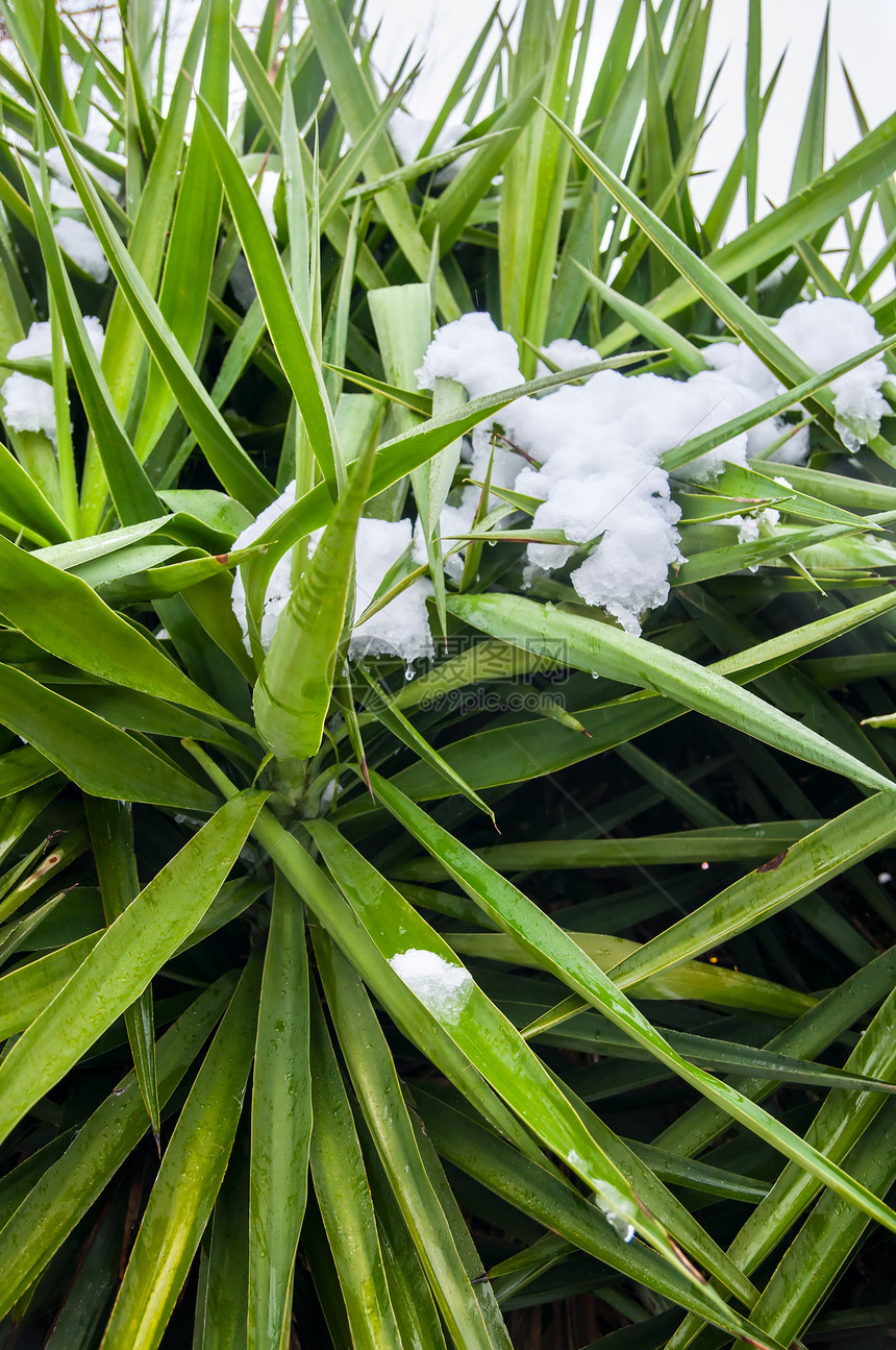 热带雪水晶温度暴风雪植物天气气候风景条纹衬套风暴图片