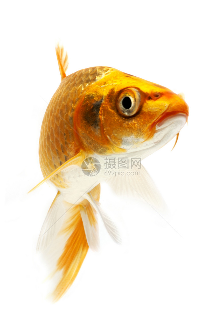金甲鱼宠物橙子锦鲤红色动物金鱼游泳家畜鲤鱼图片