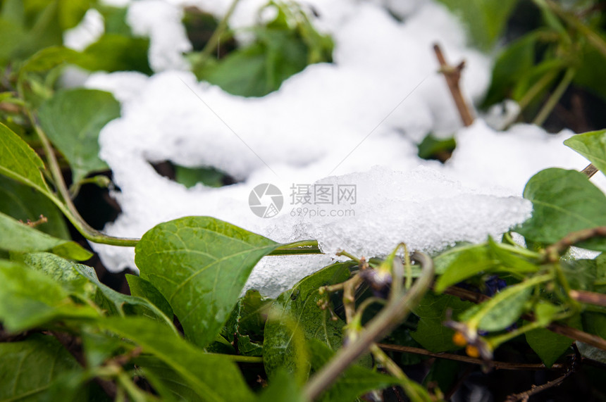 热带雪植物风景温度风暴衬套气候水晶扇子棕榈暴风雪图片