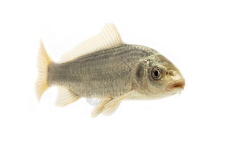 银甲鱼家畜灰色游泳鲤鱼白色宠物金鱼动物锦鲤背景图片