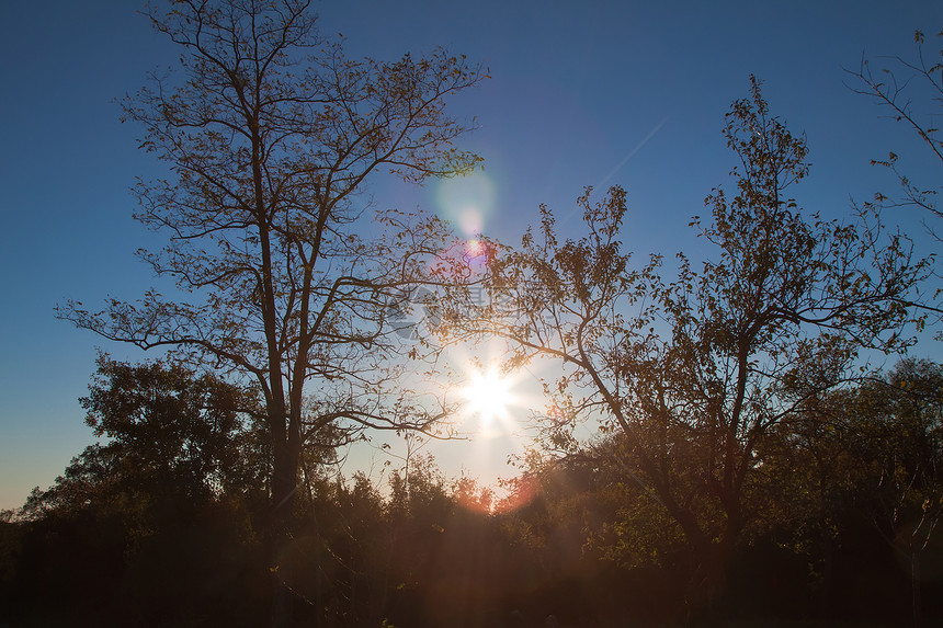 秋天日落林地森林木头晴天树木反射太阳阴影图片