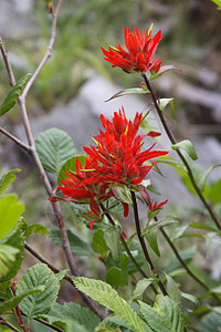 可以燎原印度画笔山花花朵野花背景