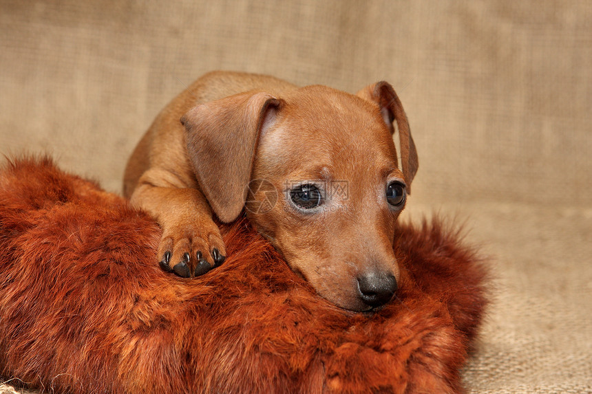 微型小狗影棚哺乳动物棕色家畜纯种狗动物雌性犬类红色图片