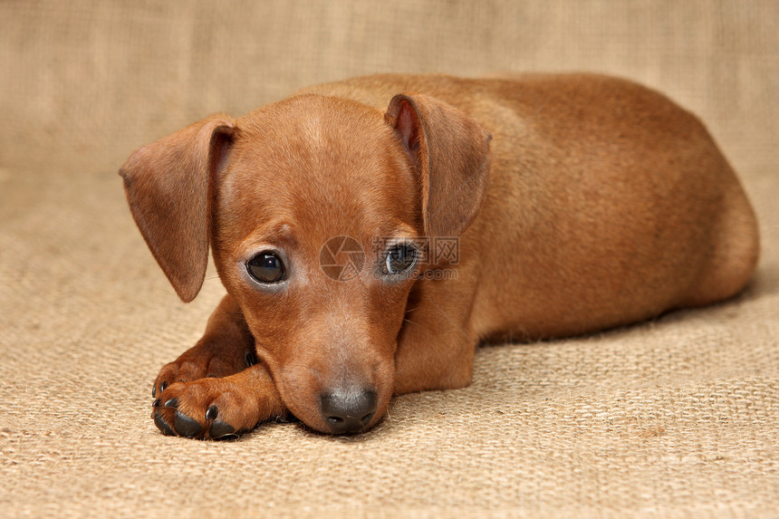 微型小狗犬类爪子雌性红色棕色哺乳动物民品家畜纯种狗动物图片