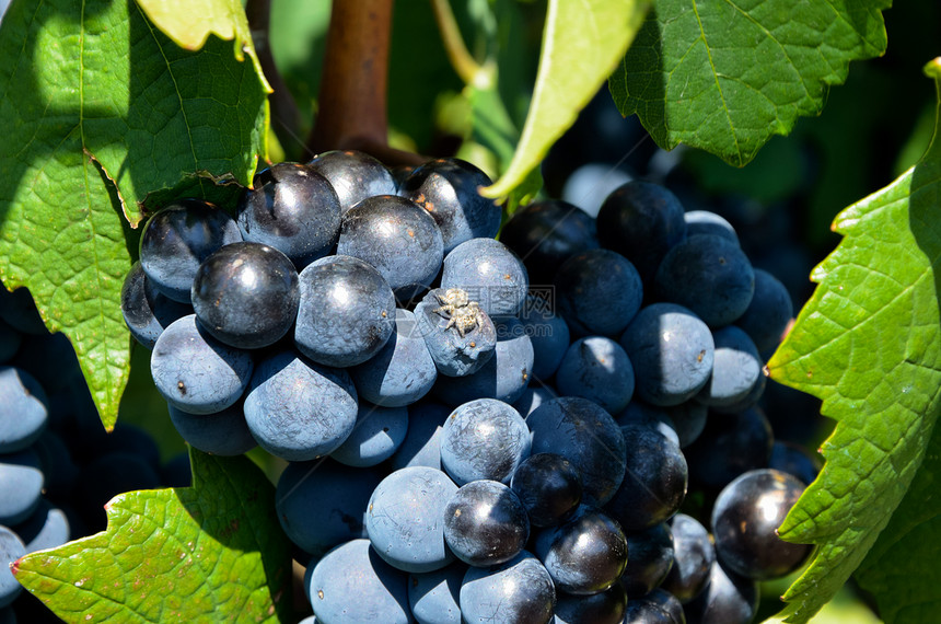 葡萄园中的葡萄季节性晴天红色水果农业蜘蛛生长绿色酒厂叶子图片