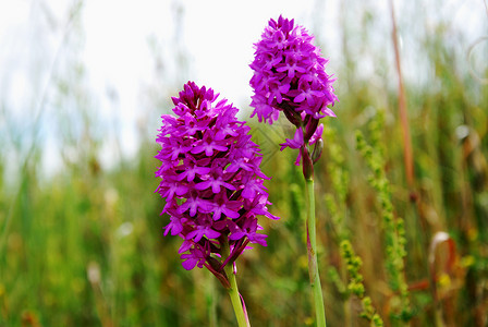 野生兰花紫色美丽野花植物石灰石野生动物草原兰花沼泽草地保护植物群背景