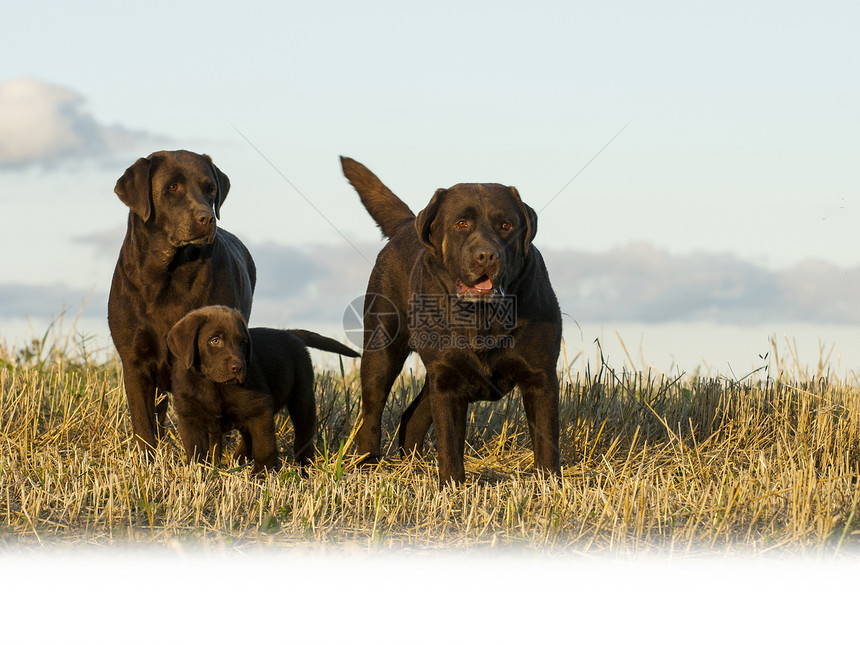 养狗家庭巧克力宠物动物友谊棕色小狗图片