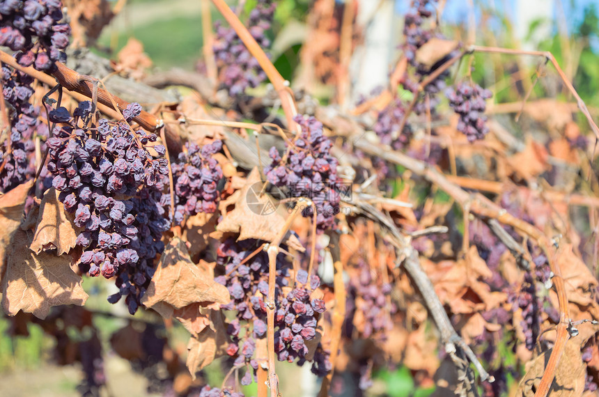 葡萄园中的干葡萄酒厂红色栽培浆果橙子棕色农业食物藤蔓季节性图片