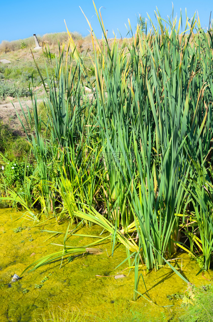 小池塘植物芦苇浮萍叶子池塘甘蔗季节植物群镜子湿地图片