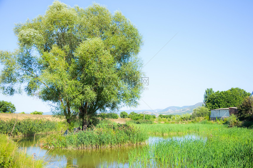 池塘上的小岛屿芦苇甘蔗钓鱼浮萍水生植物花园镜子蓝色水库植物群图片