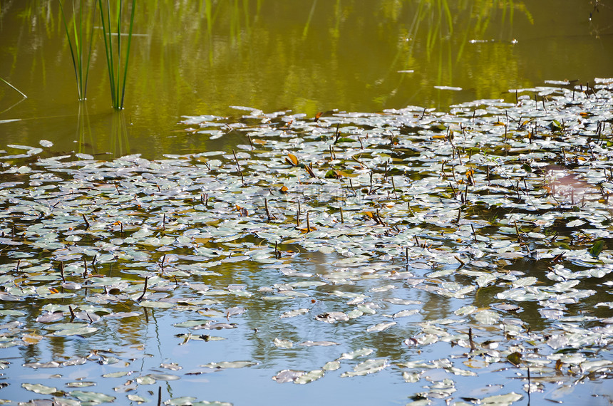 池塘中的水天空美丽场景镜子水生植物叶子植物群甘蔗季节粘液图片