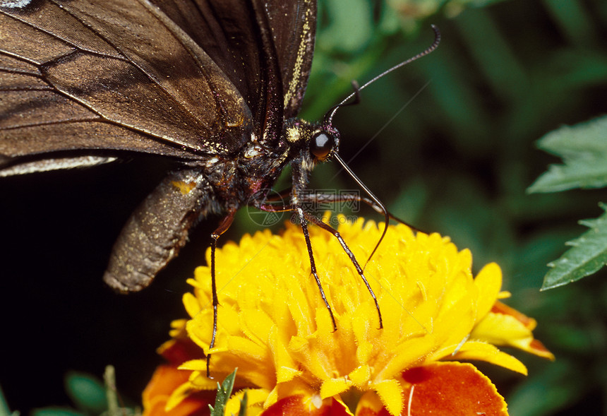 虎尾燕尾蝴蝶在Marigold上植物群花朵苍蝇昆虫翅膀宏观万寿菊黄油图片