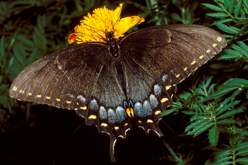 虎尾燕尾蝴蝶在Marigold上花朵植物群苍蝇万寿菊昆虫宏观黄油翅膀图片
