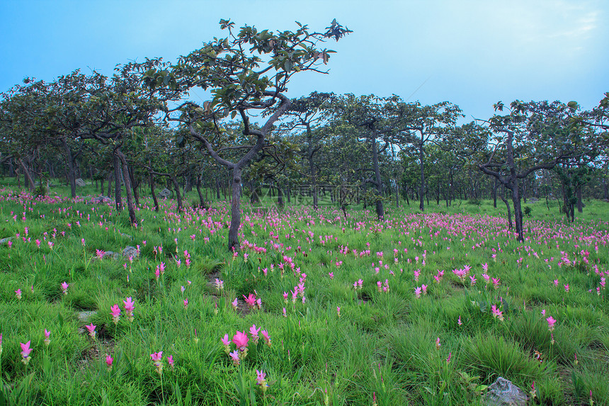 平郁金香旅行生长紫色叶子花瓣植物植物学森林植物群悬崖图片