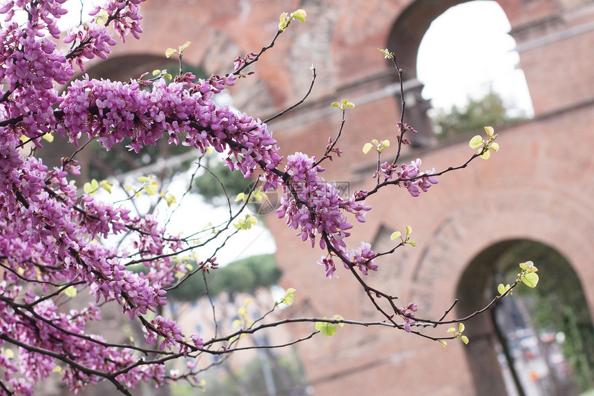 粉花花建筑树叶植物群粉色棕色废墟对角线黑色建筑学植物图片