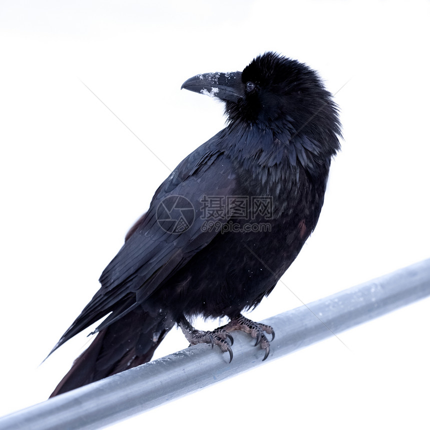 普通的乌鸦粘在金属棒上栖息生物账单鸟类观鸟荒野利爪野生动物眼睛羽毛图片