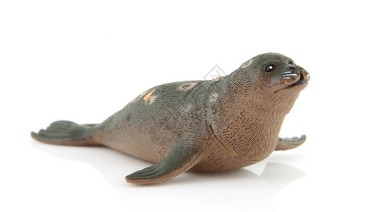 塑料海狮玩具背景图片