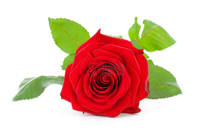 美丽的红玫瑰树叶红色浪漫图片