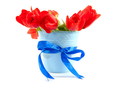 蓝色桶 红色郁金香丝带花朵花束植物植物学灯泡高清图片