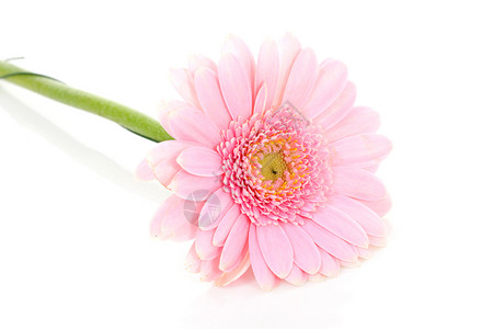 粉色喷发机花朵背景图片