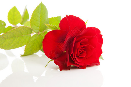 一朵美丽的红玫瑰背景图片