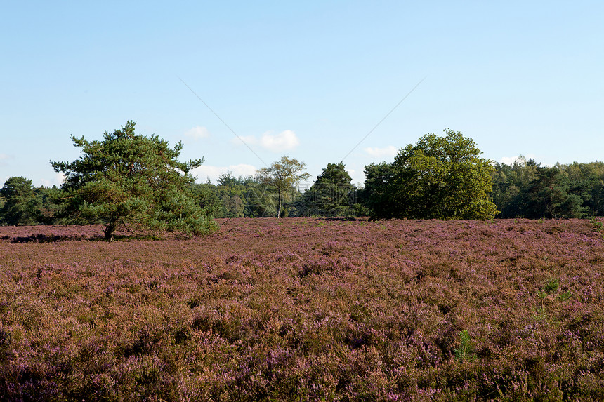 带荷兰菜和树的田地沙丘别针花朵蓝色场地紫色季节性树木植物衬套图片