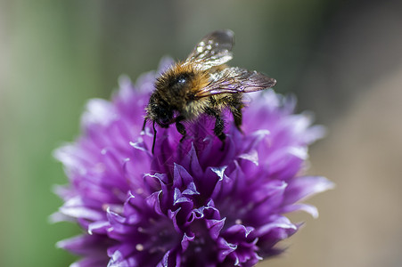 树油与蜜蜂开花背景图片