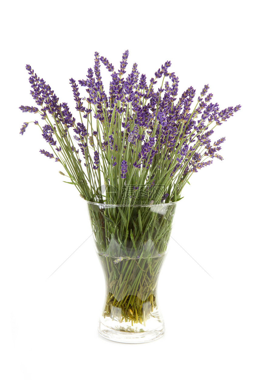 玻璃花瓶中的彩色熏衣草紫色花束香气花朵紫丁香植物芳香香味草本图片