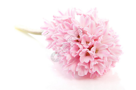 平粉花粉色植物灯泡园艺植物学背景图片
