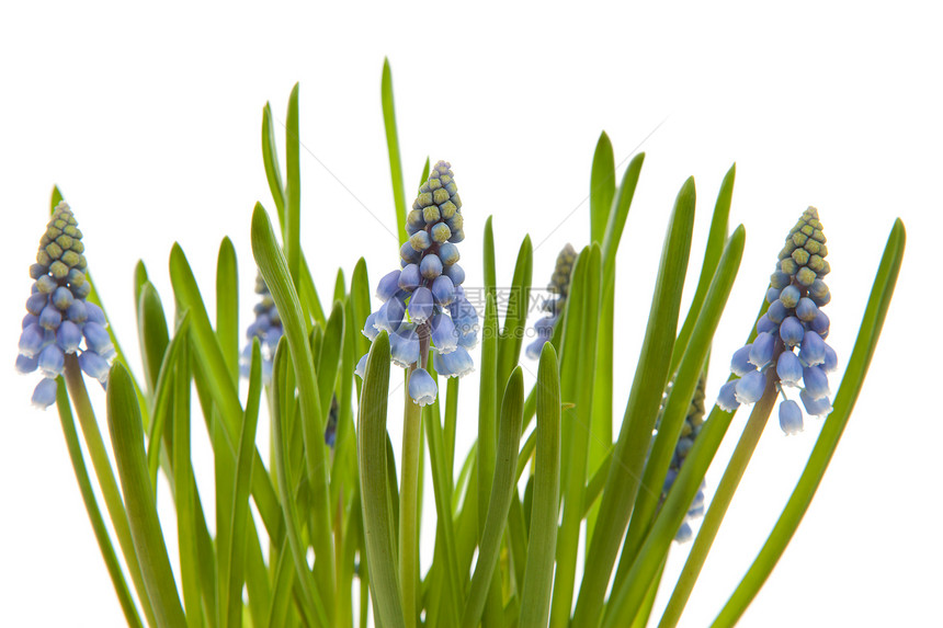 Muscari 花花 又称蓝葡萄灯泡植物学杏仁植物群蓝色花朵植物绿色树叶图片
