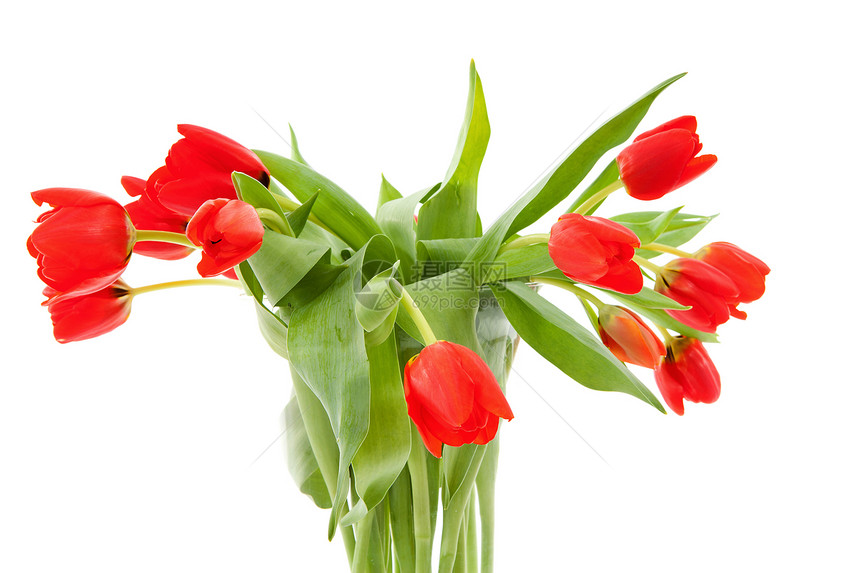 红色郁金香花束灯泡花朵植物植物学图片