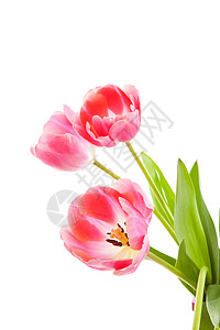 粉红色荷兰郁金香灯泡植物植物学粉色花朵花束背景图片