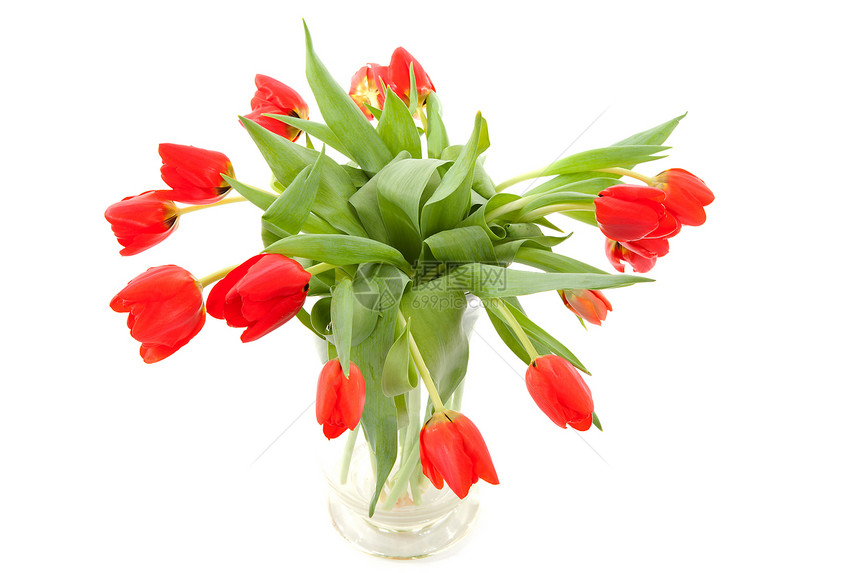 红色郁金香花束花朵植物学灯泡植物图片