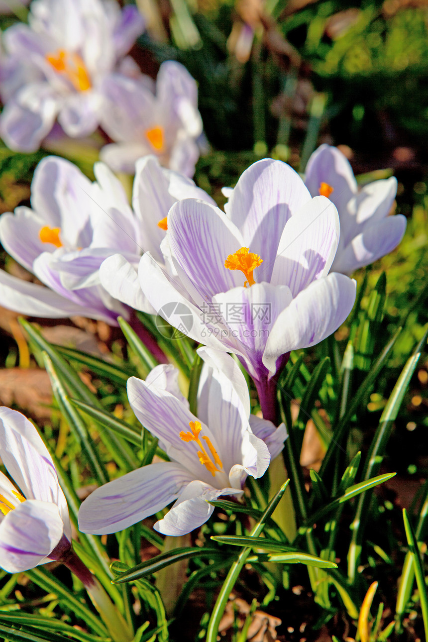 紫色荷兰春花花植物学花园花朵植物群绿色图片