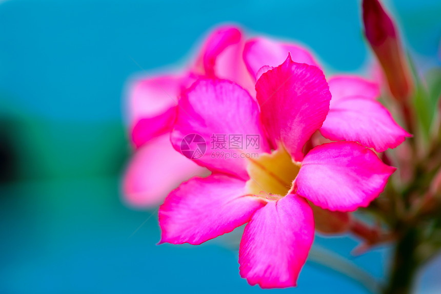 粉红热带花花蓝色植物腺仁叶子花瓣活力水平粉色花园生长图片