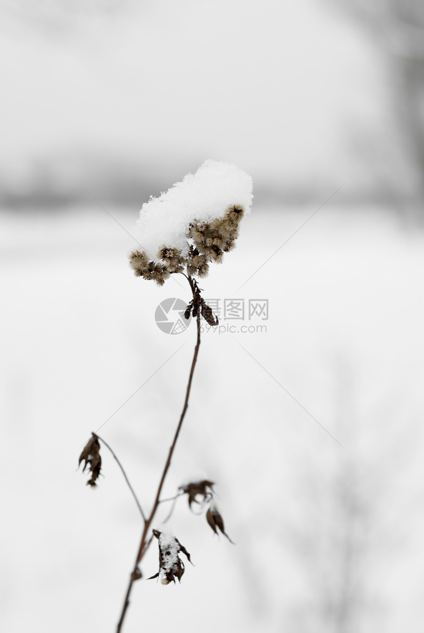 埋在雪中的野生植物图片